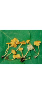 퇴색노랑외대버섯 (Entoloma pallido-olivaceum Hesler)