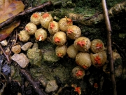연지버섯 (Calostoma japonicum Henn.)