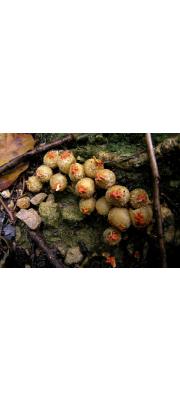 연지버섯 (Calostoma japonicum Henn.)