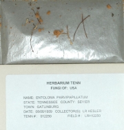범젖꼭지외대버섯 (Entoloma parvipapillatum (Murr.) Hesler)
