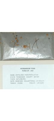 범젖꼭지외대버섯 (Entoloma parvipapillatum (Murr.) Hesler)