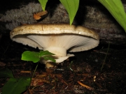 턱받이전나무버섯 (Catathelasma imperiale (Quél.) Sing.)