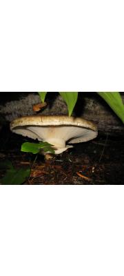 턱받이전나무버섯 (Catathelasma imperiale (Quél.) Sing.)
