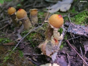 연지버섯부치 (Calostoma ravenelii (Berk.) Mass.)
