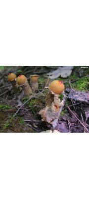 연지버섯부치 (Calostoma ravenelii (Berk.) Mass.)