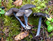 돛단외대버섯 (Entoloma parvum (Peck) Hesler  > Leptoniella parva (Pk) Murr.)
