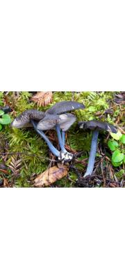 돛단외대버섯 (Entoloma parvum (Peck) Hesler  > Leptoniella parva (Pk) Murr.)