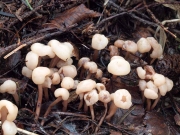 노랑투구버섯 (Cudonia japonica Yasuda)
