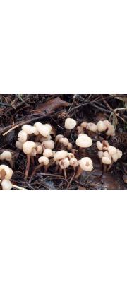 노랑투구버섯 (Cudonia japonica Yasuda)