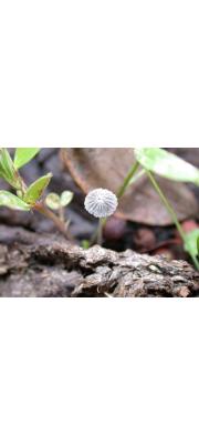 흰가루먹물버섯 (Coprinus stercorius (Scop.) Fr.)