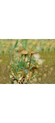 흠집외대버섯 (Entoloma peckianum Burt)