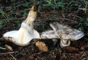 큰전나무버섯 (Catathelasma ventricosum (Peck) Sing.)