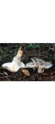 큰전나무버섯 (Catathelasma ventricosum (Peck) Sing.)