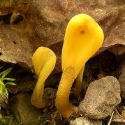 넓적콩나물버섯(황금넓적콩나물버섯) (Spathularia flavida Pers. > Spathularia clavata (Schaeff.) Sacc.)