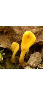 넓적콩나물버섯(황금넓적콩나물버섯) (Spathularia flavida Pers. > Spathularia clavata (Schaeff.) Sacc.)