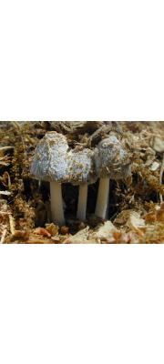 말똥먹물버섯 (Coprinus sterquilinus (Fr.) Fr.)