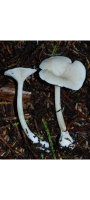 순백외대버섯 (Entoloma peralbidum Horak)