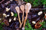 붉은넓적콩나물버섯 (Spathularia rufa Nees)