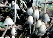 애먹물버섯 (Coprinus rhizophorus Kawam. ex Hongo & Yokoy.)