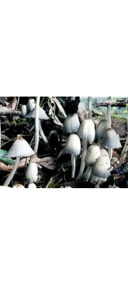 애먹물버섯 (Coprinus rhizophorus Kawam. ex Hongo &amp; Yokoy.)