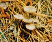 솔외대버섯 (Entoloma pinusm D.H. Cho & J.Y. Lee)