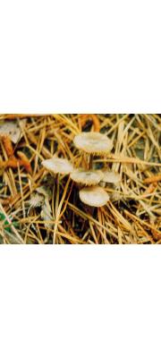솔외대버섯 (Entoloma pinusm D.H. Cho &amp; J.Y. Lee)