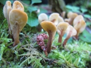 털콩나물버섯(털넙적콩나물버섯) (Spathulariopsis velutipes (Cooke & Farl.) Maas G. > Spathularia velutipes Cooke & Farl.)
