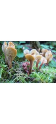 털콩나물버섯(털넙적콩나물버섯) (Spathulariopsis velutipes (Cooke &amp; Farl.) Maas G. > Spathularia velutipes Cooke &amp; Farl.)