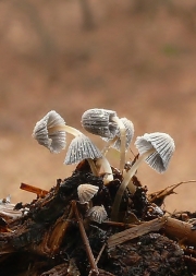 소똥먹물버섯 (Coprinus patouillardii Quél. > Coprinus patouillardii﻿﻿ Quél. f. ﻿﻿patouillardii﻿﻿ ﻿))