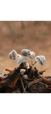 소똥먹물버섯 (Coprinus patouillardii Quél. > Coprinus patouillardii﻿﻿ Quél. f. ﻿﻿patouillardii﻿﻿ ﻿))