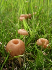 예쁜이외대버섯 (Entoloma pulchellum (Hongo) Hongo > Rhodophyllus pulchellus Hongo)