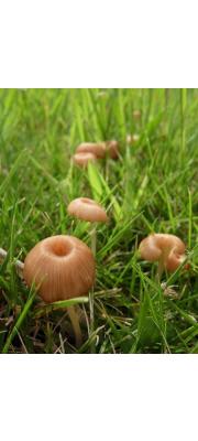 예쁜이외대버섯 (Entoloma pulchellum (Hongo) Hongo > Rhodophyllus pulchellus Hongo)