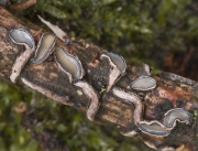 색찌끼버섯 (Colpoma quercinum (Pers.) Wallr.)