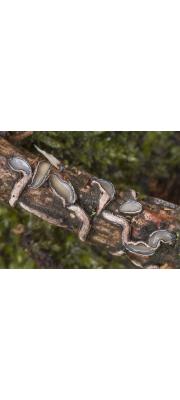 색찌끼버섯 (Colpoma quercinum (Pers.) Wallr.)