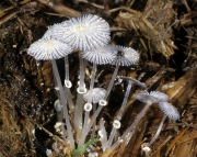애기말똥먹물버섯 (Coprinus ephemeroides (DC) Fr.)