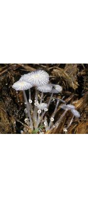 애기말똥먹물버섯 (Coprinus ephemeroides (DC) Fr.)
