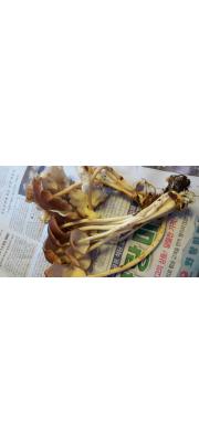 원시주름외대버섯 (Entoloma prostratum (Cleland) Horak)