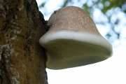 자작나무버섯 (Piptoporus betulinus (Bull.) P. Karst.)