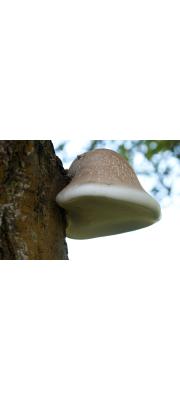 자작나무버섯 (Piptoporus betulinus (Bull.) P. Karst.)