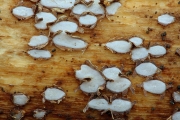 다색밀납버섯 (Propolis  farinosa (Pers.) Fr. >Propolis  versicolor (Fr.) Fr.)