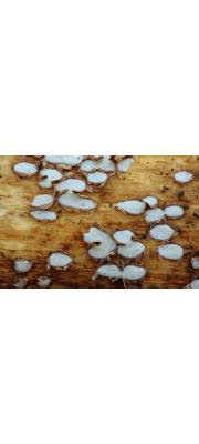 다색밀납버섯 (Propolis  farinosa (Pers.) Fr. >Propolis  versicolor (Fr.) Fr.)
