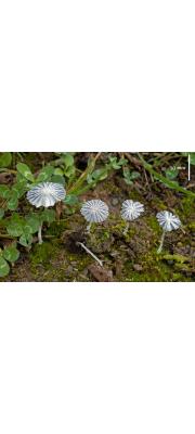 갈색점박이먹물버섯 (Coprinus cortinatus J. Lange)
