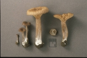 가시외대버섯 (Entoloma pungens (Sm. & Hesl.) Court.)