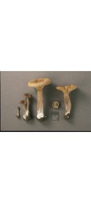 가시외대버섯 (Entoloma pungens (Sm. &amp; Hesl.) Court.)