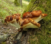 미로자작나무버섯 (Piptoporus quercinuss (Schrad.) P. Karst.)