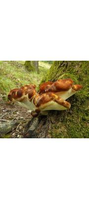 미로자작나무버섯 (Piptoporus quercinuss (Schrad.) P. Karst.)