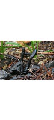 녹두콩나물버섯(귤콩나물버섯) (Geoglossum fallax E.J. Durand)