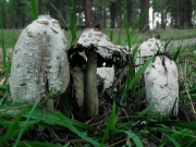 먹물버섯 (Coprinus comatus (O.F. Müll.) Pers.)