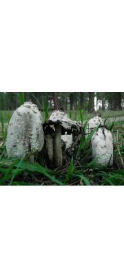 먹물버섯 (Coprinus comatus (O.F. Müll.) Pers.)
