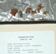 냄새외대버섯 (Entoloma putidum Hesler)